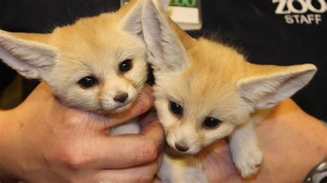 fennec fox pet legal states